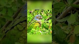 Lorito Cabeciazul  Pionus menstruus blueheadedParrot birdscolombia cotorracheja birds nature [upl. by Zaneski229]