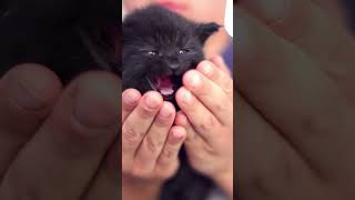 un petit chaton adorable avec une fourrure douce et duveteusequot animaux chat pets animals short [upl. by Reo78]