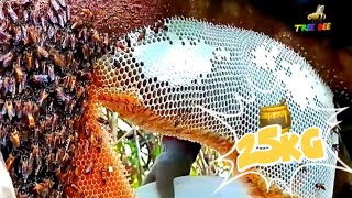 Pure Nature Wild Honey Tree Bee Yummy ASMR Honeycombs 47 [upl. by Ardnuat]