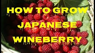 How To Grow Japanese Wineberry The Movie [upl. by Jena]