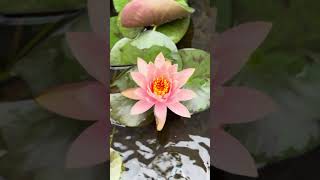 Colourfull water Lily waterlotus waterlily nature beautiful bengaluru [upl. by Bolanger]