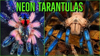 Top 10 COLORFUL Tarantulas  Beautiful Jewel Spiders [upl. by Marilin]