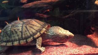 Loggerhead musk turtle Snail Feeding [upl. by Abbe324]