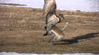 Sandhill Cranes 2011Upclose Mating [upl. by Burbank]