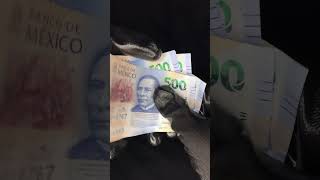 ASMR con billetes mexicanos asmr money dinero asmrcommunity asmrsounds asmrvideo shorts [upl. by Ihn]