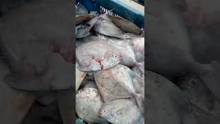 Pencari koloni ikan bawal [upl. by Aciretal]