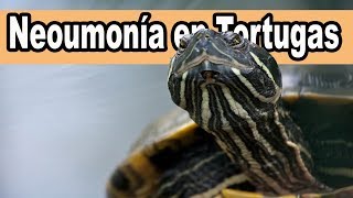 Como curar la neumonia a las tortugas de agua [upl. by Ballou409]