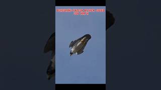 Bald eagle vs peregrine falcon trending viral animals peregrinefalcon baldeagle attackspeed [upl. by Seigler]