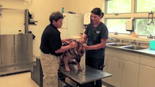 Veterinarian  Career Spotlight [upl. by Jeffie644]