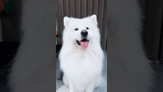 Cute white fluffy dog doing a ear dance for you to smile [upl. by Analaj]