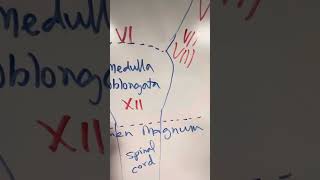 Whiteboard Session Cranial Nerve Origin and Exit Points [upl. by Anilrahc]