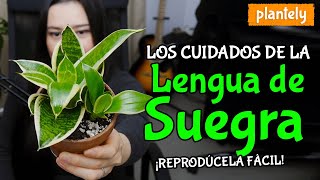 Cómo Cuidar y Reproducir la Planta Lengua de Suegra Espada de San Jorge Sansevieria Trifasciata [upl. by Calv202]