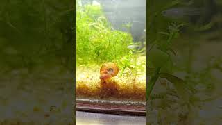 Ramshorn Snail Close Up [upl. by Marcelo]