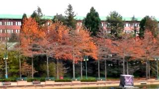 Disneys Sequoia Lodge Hotel Disneyland Paris [upl. by Abbe]