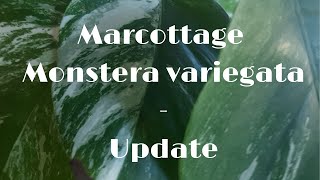 Bouturer marcotter une monstera en eau  Update âœ‚ðŸŒ¿ðŸš¿ [upl. by Hgielhsa712]