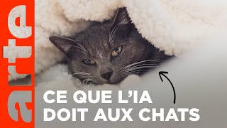 Silicon Fing Valley 46  Ce que lIA doit aux chats  ARTE [upl. by Nnylarat]