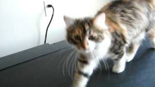 My Cat Loves the Treadmill [upl. by Cela]