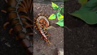 Myriapod Monday 3 x Scolopendra sp grabbing dubia roach [upl. by Laro]