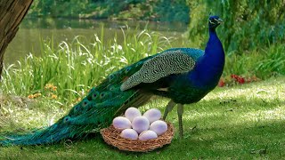 How Peahen Laying Eggs And The Eggs Hatching To Cute Peachick [upl. by Ecyoj]