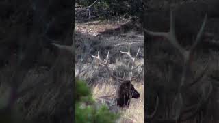 6 Point Bull Elk Taking MidDay Nap [upl. by Hadwin]