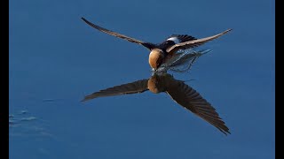 Fairy Martin Drinking [upl. by Kcirdnekel750]