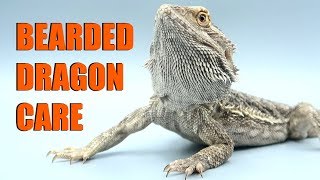 How To Care For Bearded Dragons 2019  EMZOTIC [upl. by Kantor]