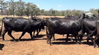 18 x 18 ANGUS 2ND CALVERS COWS AC COSIER [upl. by Kathy]