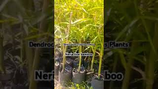 Dendrocalamus giganteus plant of 2024 Neria live bamboo  7002791693 [upl. by Tedmund622]