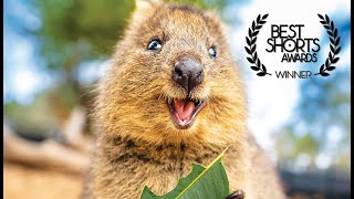 The Truth About The Happiest Animals In The World  Quokka Documentary [upl. by Nereil]