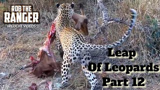 Leap Of Leopards Mother And Cubs 12 Impala Provides A Meal [upl. by Soulier]