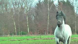 Belgian Draft Horsesnational stallion champion 2014 [upl. by Robyn]