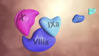 Coagulation Cascade Animation  Physiology of Hemostasis [upl. by Ennylcaj463]