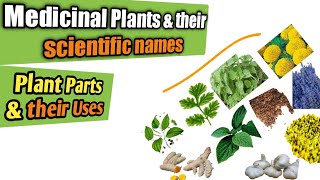 Medicinal plants and their uses  Scientific names of medicinal herbs amp parts used Health benefits [upl. by Eissirk]