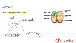 What is epicotyl and hypocotyl  11  General doubts  BIOLOGY  LECTURE NOTES CREATED QUESTION [upl. by Dyrraj]