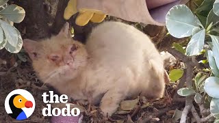 Watch This Scruffy Feral Cat Turn Into A BlueEyed Beauty  The Dodo Cat Crazy [upl. by Esoryram]