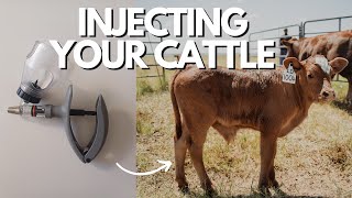 How to Inject cattle with Antibiotics  Duratag SA [upl. by Chute247]