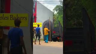 Transportation of Elephants in Sri Lanka elephants ali shortsvideo srilanka [upl. by Engen]