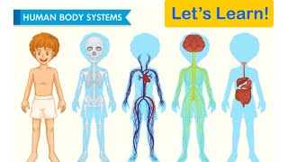 Human Body  Body Systems For Kids  Circulatory Digestive Nervous and Skeletal System Functions [upl. by Euqinotna693]