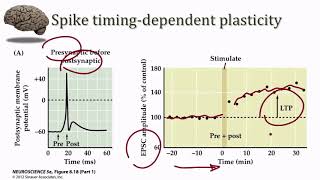 Synaptic Plasticity STDP [upl. by Anawahs71]