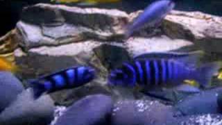 African cichlids mbuna [upl. by Norrab189]