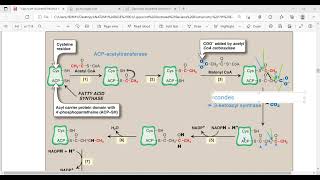 BIOSYNTHESIS OF FATTY ACIDSFATTY ACID SYNTHASE SYSTEM [upl. by Refinej]