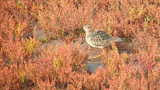 Juvenile Buffbreasted Sandpiper Frampton Marsh RSPBLincolnshireUK081023 [upl. by Eidac]