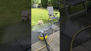 Milo the Cavapoochon v Karcher Jet Washer 🐶🤣wet cavapoochon karcher lol puppy [upl. by Farrah]