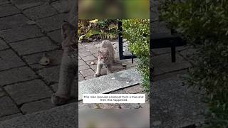 This man rescued a bobcat from a trap and then this happened animalshorts shortvideo [upl. by Aretina]