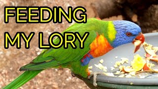 WHAT DO I FEED MY LORIKEET  Feed My Pet Friday [upl. by Taddeo]