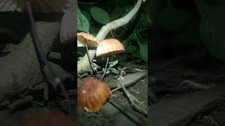 Marasmius siccus beautiful orange pinwheel mushroom fungi mushroom [upl. by Graaf]