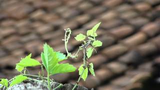 Forest Plants for Sickle Cell Anemia  Pankaj Oudhias Ethnobotanical Surveys1861 [upl. by Assiluy]