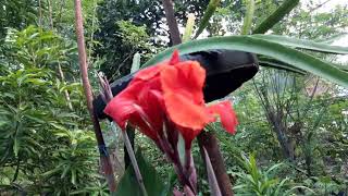 SAGING SAGING  BANANA FLOWER [upl. by Ecilahc]