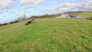 Sheepdog Training  Bramble 1st time to see sheep in 12mths [upl. by Niram217]