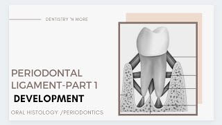 PERIODONTAL LIGAMENT PART 1 [upl. by Selig]